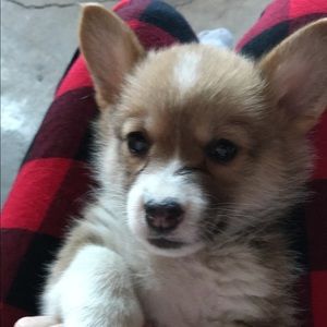 Meet your Posher, Emma